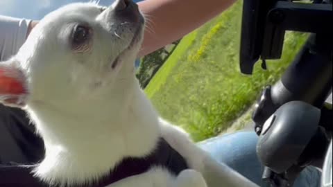 Chihuahua Air Peddling