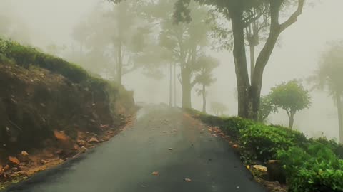 Lost in the mist, amidst falling red petals 🌺🍃