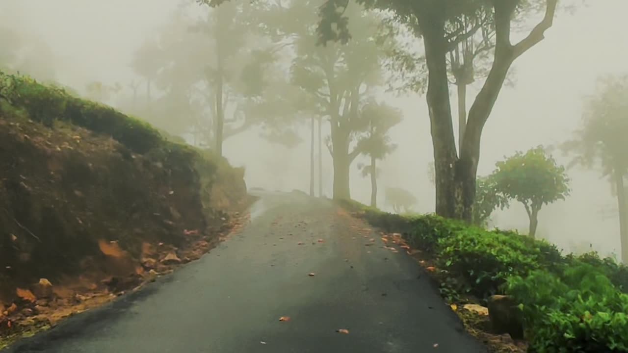 Lost in the mist, amidst falling red petals 🌺🍃