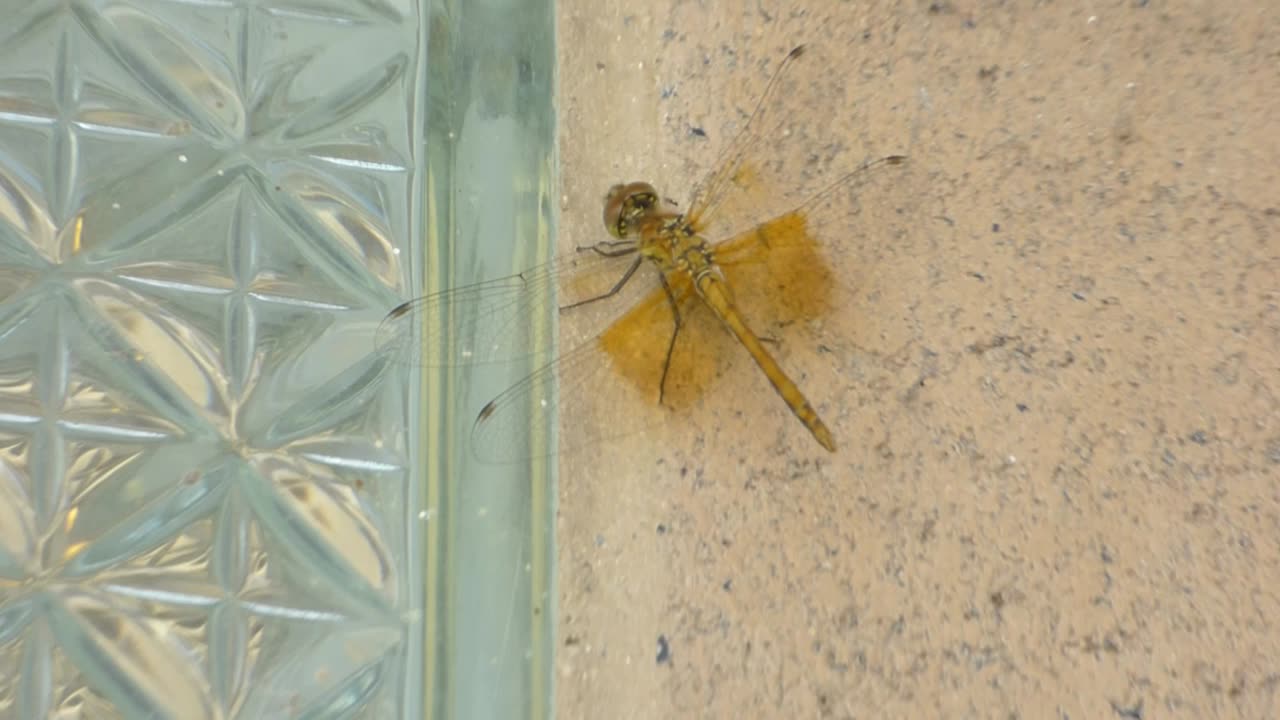 Dragonfly taking a rest