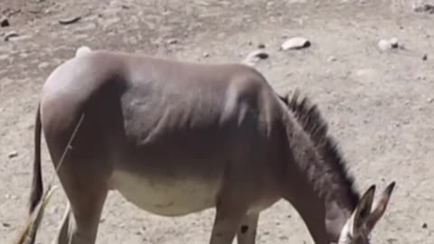 Somali donkey