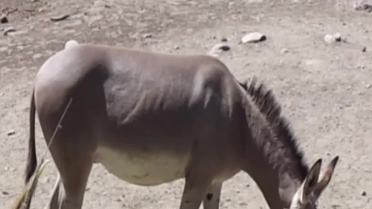 Somali donkey