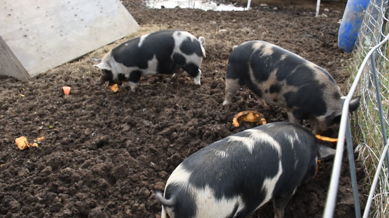 Pumpkin Spiced Piggies