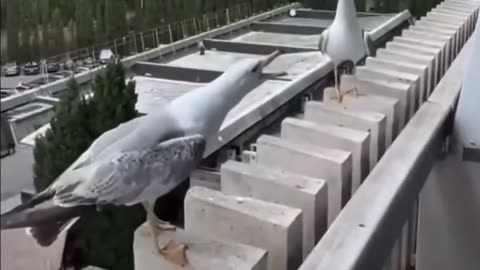 😂🐦 Mocking Birds are the Best! | FunFM