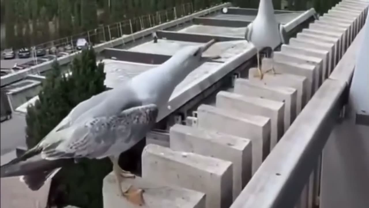 😂🐦 Mocking Birds are the Best! | FunFM