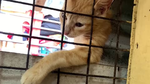 Cat Envies Fried Chicken