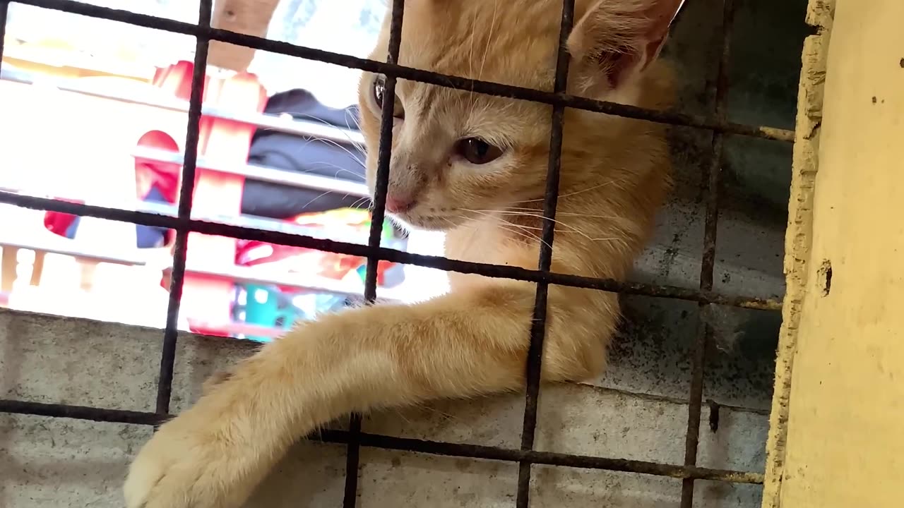 Cat Envies Fried Chicken