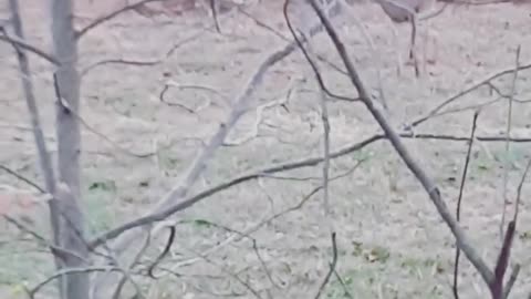 Deer Buck
