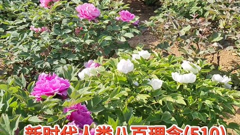 生命禅院
