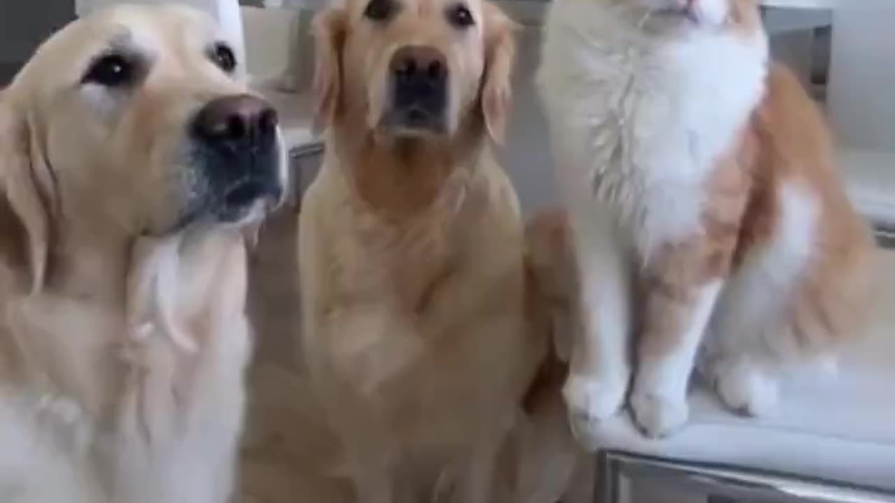 Cat vs dogs.. 🤦♂️😂