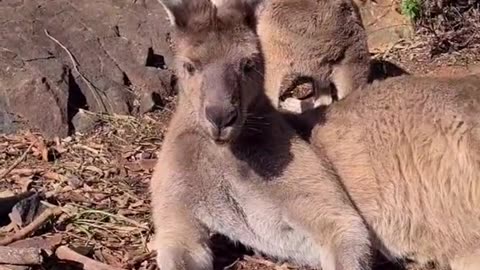 Chilling kangaroo only in Australia
