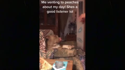 😹Top Funniest Animals Videos - Try Not to Laugh with Funny Animals