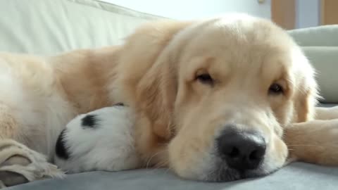 The touching reaction of a Golden Retriever when he first met an abandoned puppy