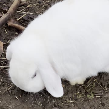 Snowy White Bunny Enjoys a Snack 🤍