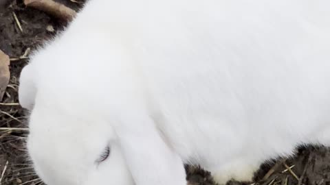 Snowy White Bunny Enjoys a Snack 🤍