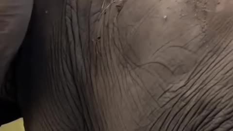 The bird's nest parasitizes on the elephant's body. #elephant #birds #animals