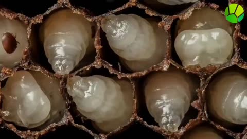 A worker bee develops from egg to adult in just three weeks