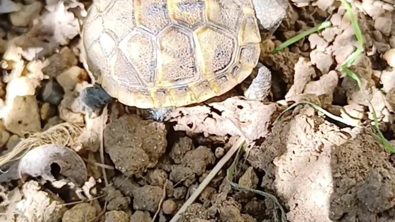 Little Baby Tartles on my Garden