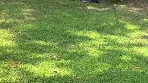 Unique Friendship Between A Chicken & A Dog! 😂