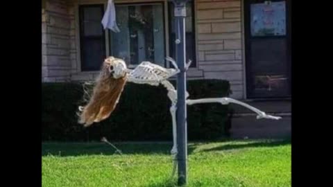 12825 FUNNY Laugh Out Loud Hilarious Memes Jokes Cartoons