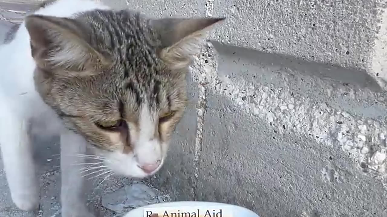 Cat feeding at rc car