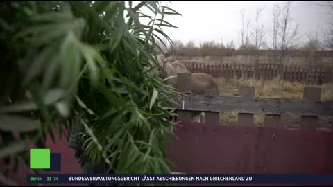 RT DE | 24/7 Live-TV