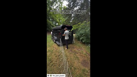 THE GOAT GRAZERS. SO FUN! Original content by @the_goat_grazers Instagram. 7-30-25