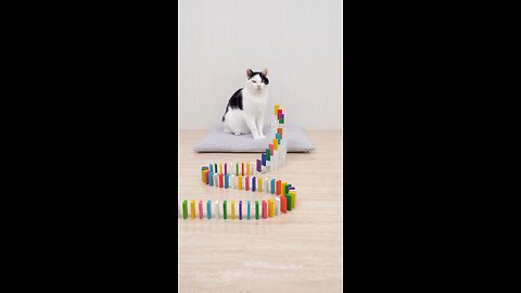 cat 🐈 and domino _cat