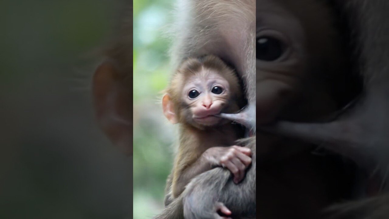 He’s So Hungry! Baby Monkey Nurses Like a Real Infant!