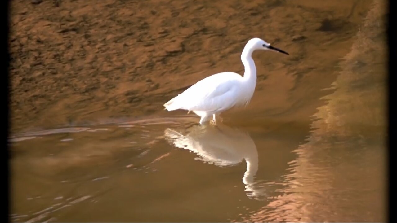 Little Egret - River Colne - Colchester