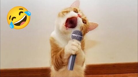 Funny Dogs And Cats Videos 2024 😅- Best Funnies Animal Video Part38