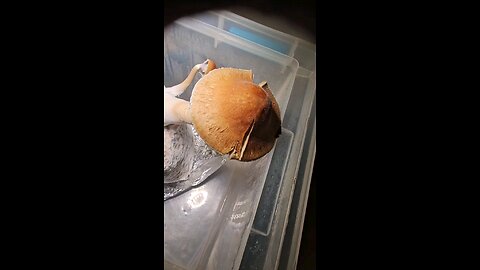 GIANT JMF MUSHROOM