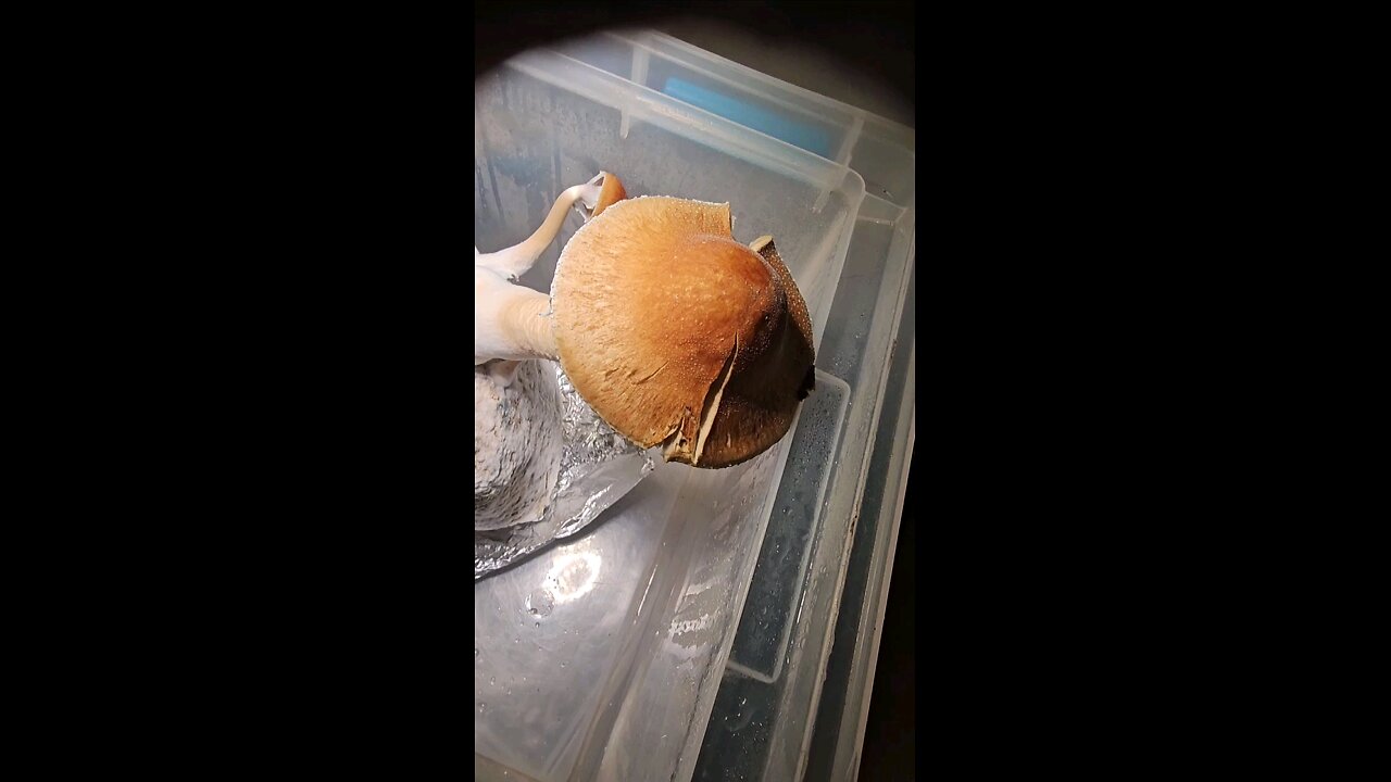 GIANT JMF MUSHROOM