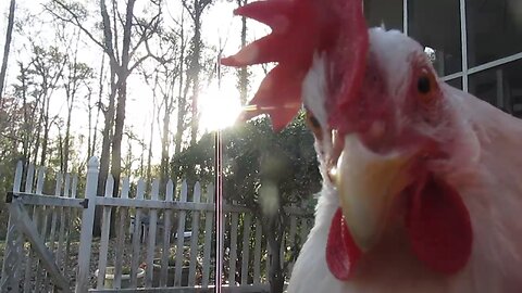 Home Vid: "Poultritudinous"