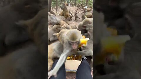 Funny monkey
