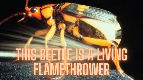 This Beetle is a Living FLAMETHROWER (Nature's Chemical Warfare Expert) | AMZG Agency