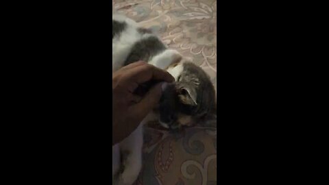 Fiona enjoy sleeping all the time #catsleeping #catstory