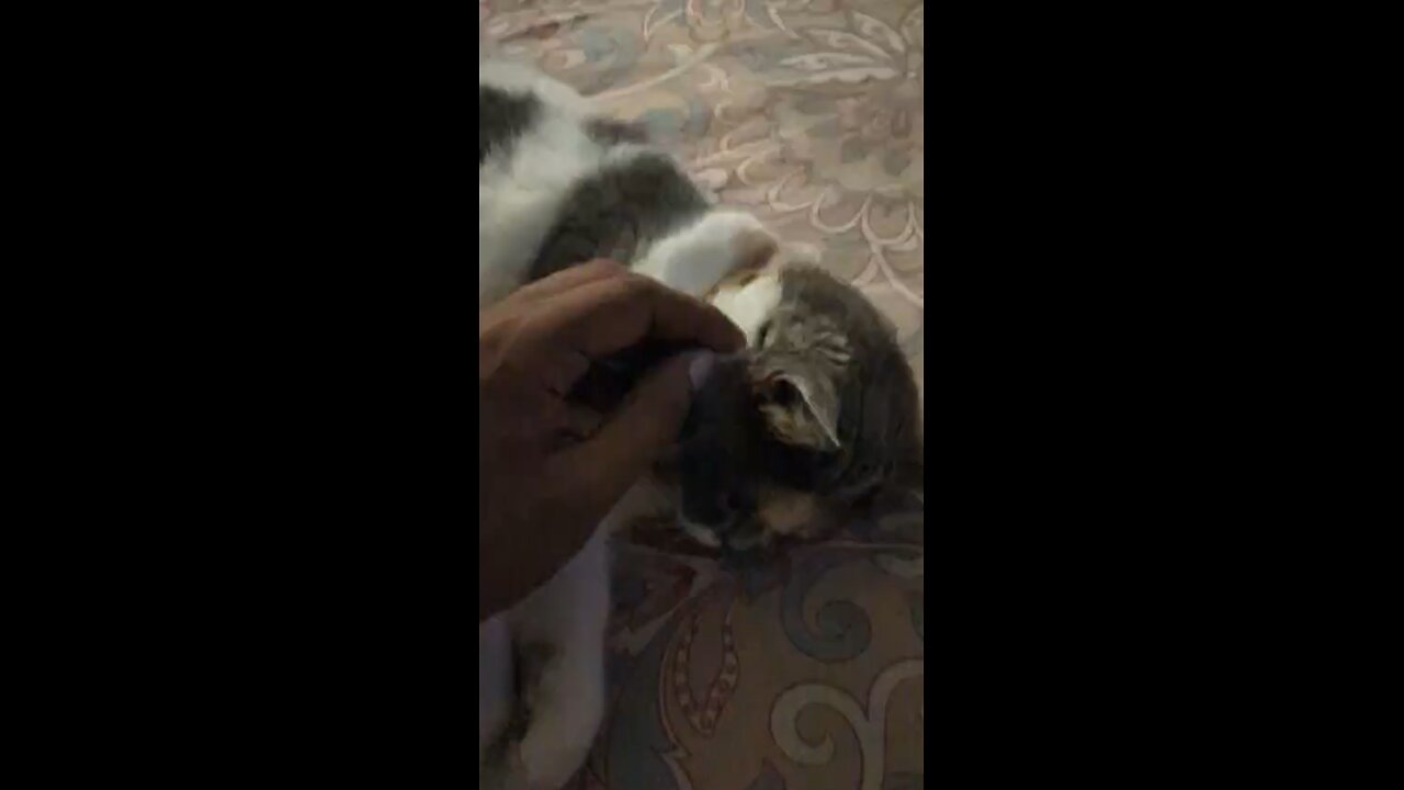 Fiona enjoy sleeping all the time #catsleeping #catstory