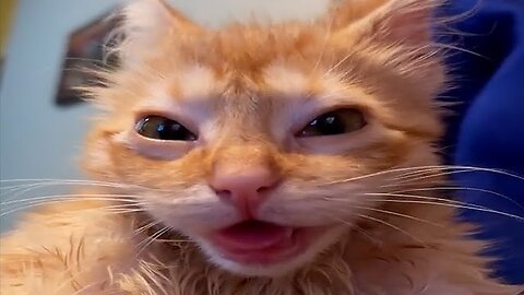 Funny Cats & Dogs Compilation - Try Not To Laugh