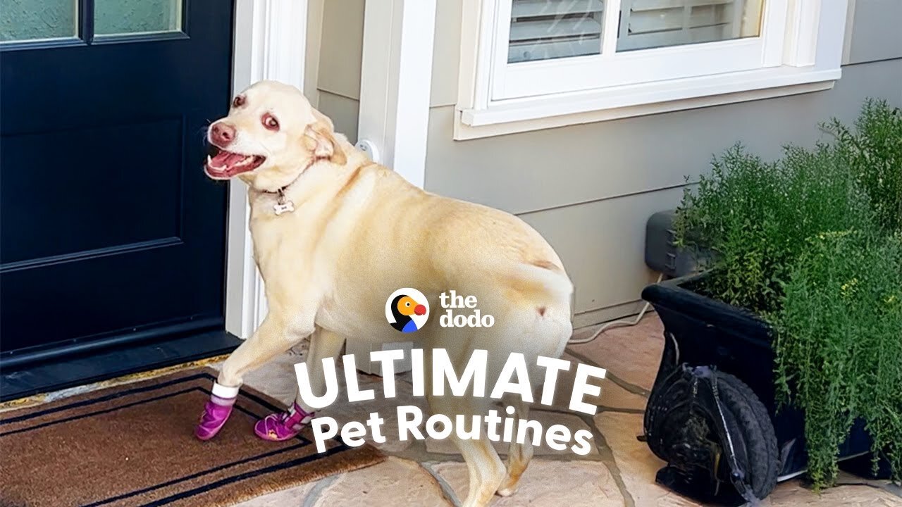 The Labrador Cannot Go One Day Without Seeing Her Best Friend | The Dodo