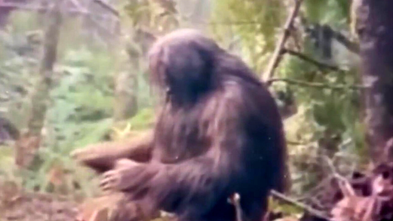 Jimmy Paine - Bigfoot Beat Lizard
