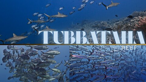 SHARKS JACKS BARACUDA and Corals at Tubbataha Rề