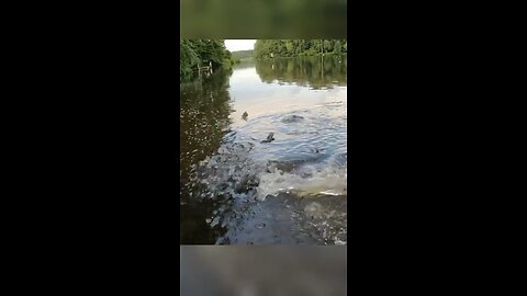 Largemouth Bass Explosions