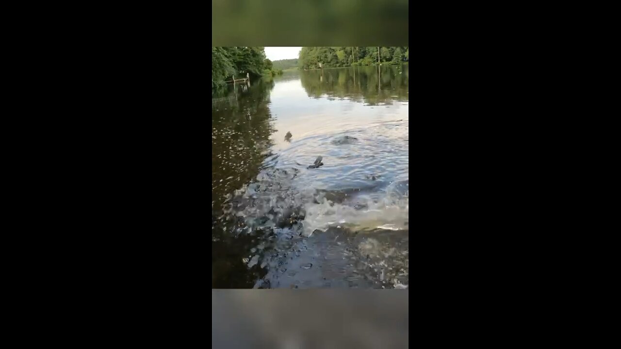 Largemouth Bass Explosions