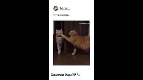 Hilarious Animal Antics Compilation