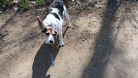 Bandit