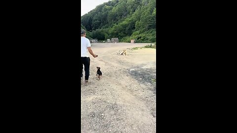 little dog bullies big dog