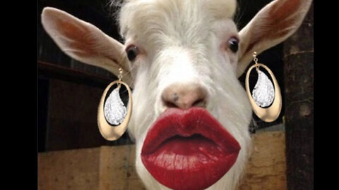 Cenk Uygur (TYT): "Legalize bestiality" 🇹🇷🐐🐑