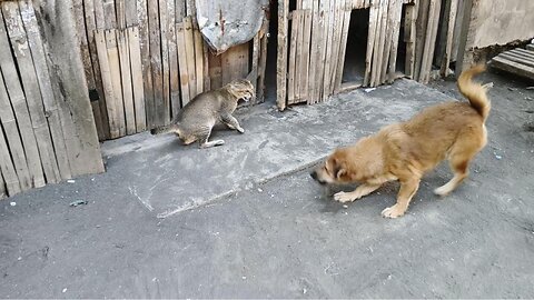 Iro Vs Iring