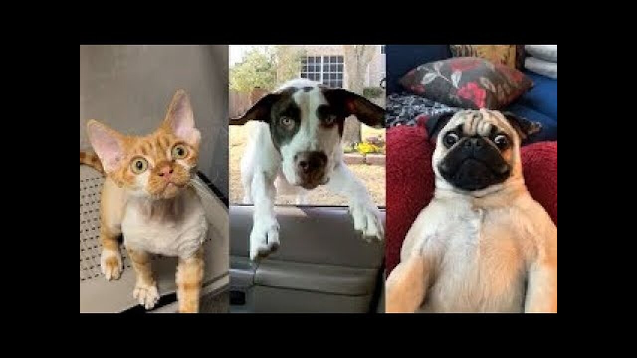 Animals funny video 😂😂😂